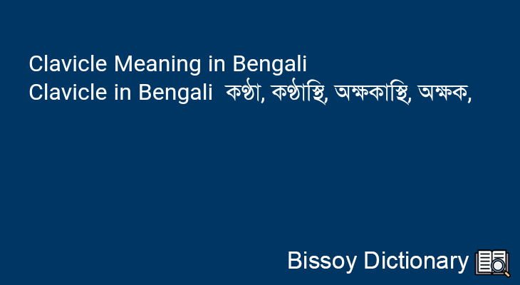 Clavicle in Bengali